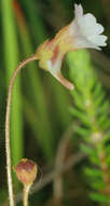 Image of Pinguicula lusitanica L.