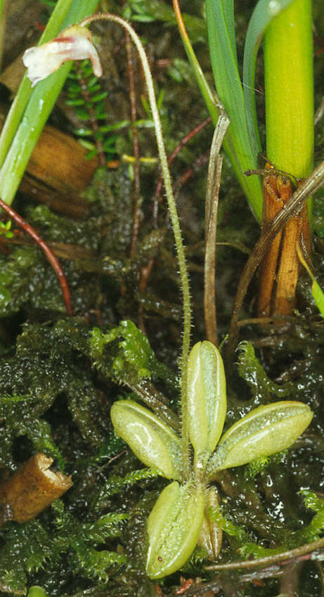 Image of Pinguicula lusitanica L.