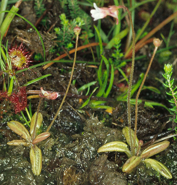 Image of Pinguicula lusitanica L.