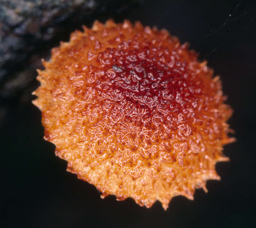 Image of Phaeomarasmius erinaceus (Fr.) Scherff. ex Romagn. 1937