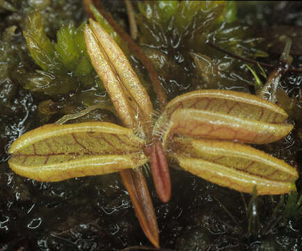 Image of Pinguicula lusitanica L.