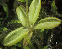 Image of Pinguicula lusitanica L.