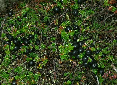 صورة Empetrum nigrum subsp. hermaphroditum (Hagerup) Böcher