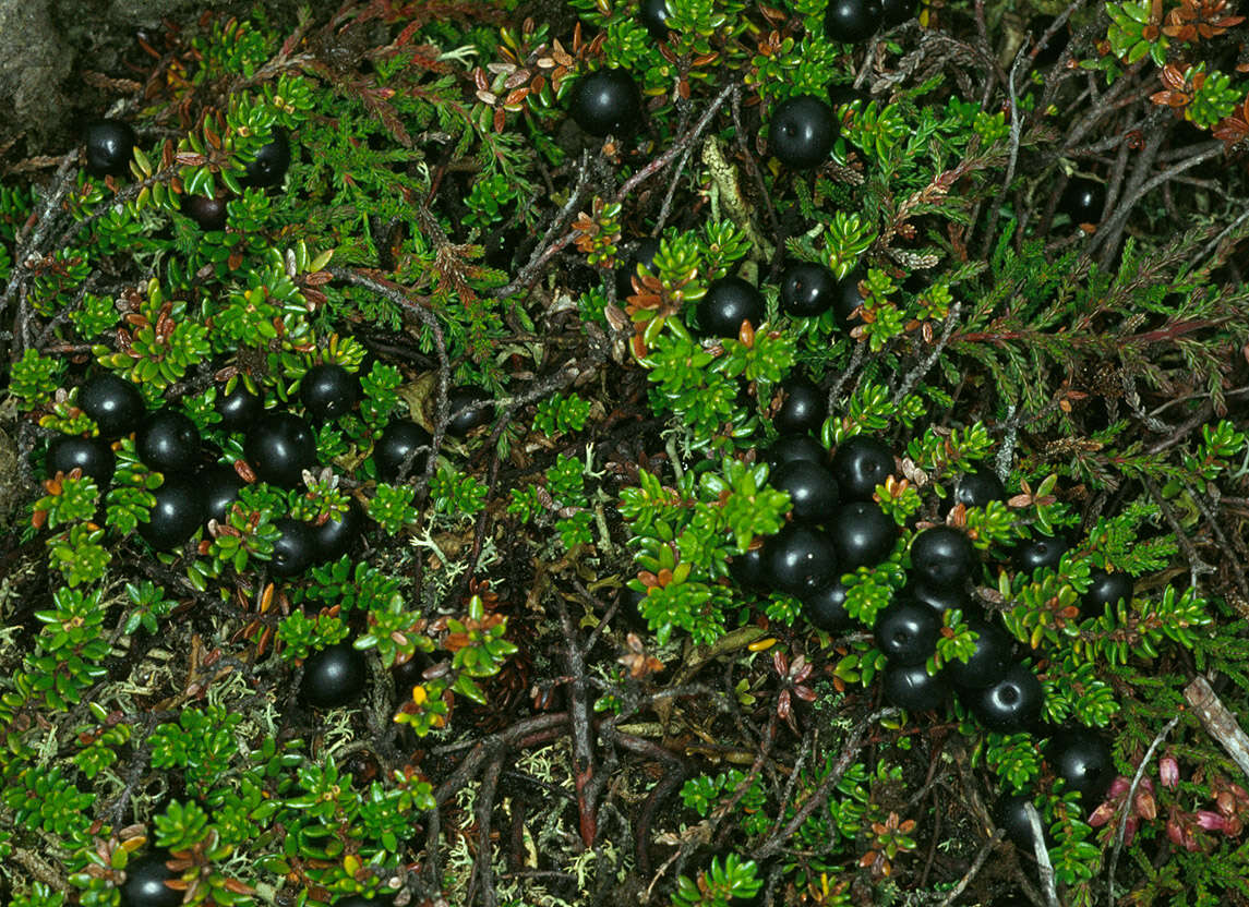 Image of Mountain Crowberry