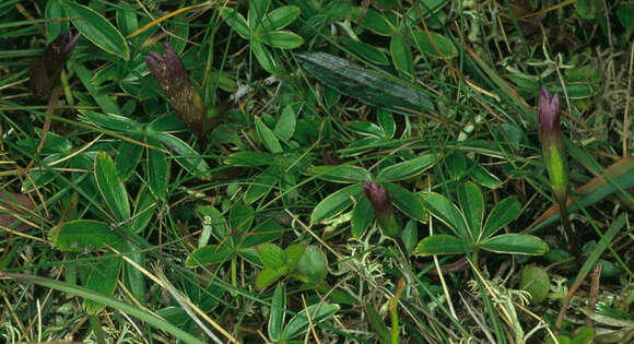 Image of field gentian