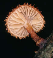 Image of Phaeomarasmius erinaceus (Fr.) Scherff. ex Romagn. 1937