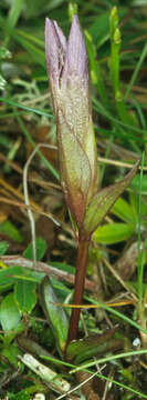 Image of field gentian