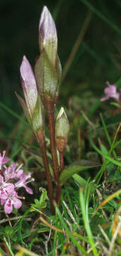 Image of field gentian