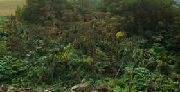 Image of Mantegazzi's Cow-Parsnip