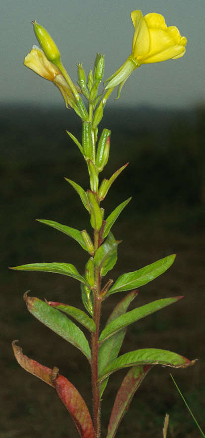 Imagem de Oenothera cambrica K. Rostanski