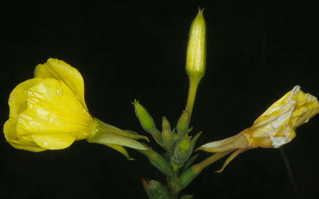 Imagem de Oenothera cambrica K. Rostanski