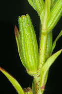 Imagem de Oenothera cambrica K. Rostanski