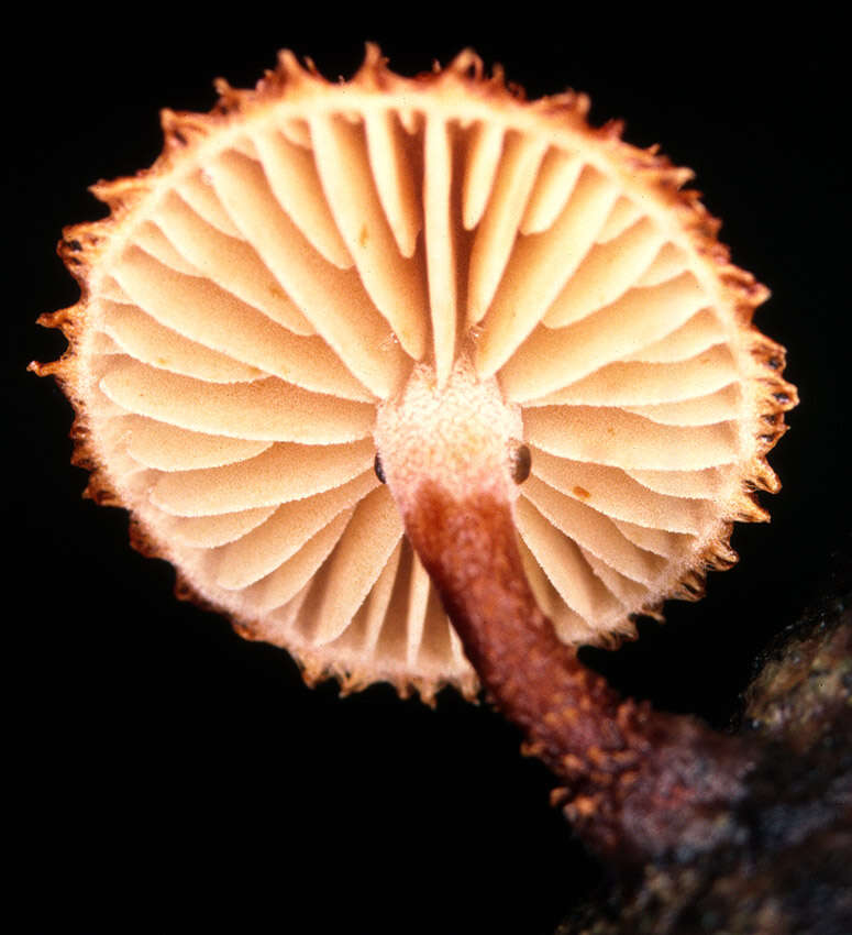 Image of Phaeomarasmius erinaceus (Fr.) Scherff. ex Romagn. 1937