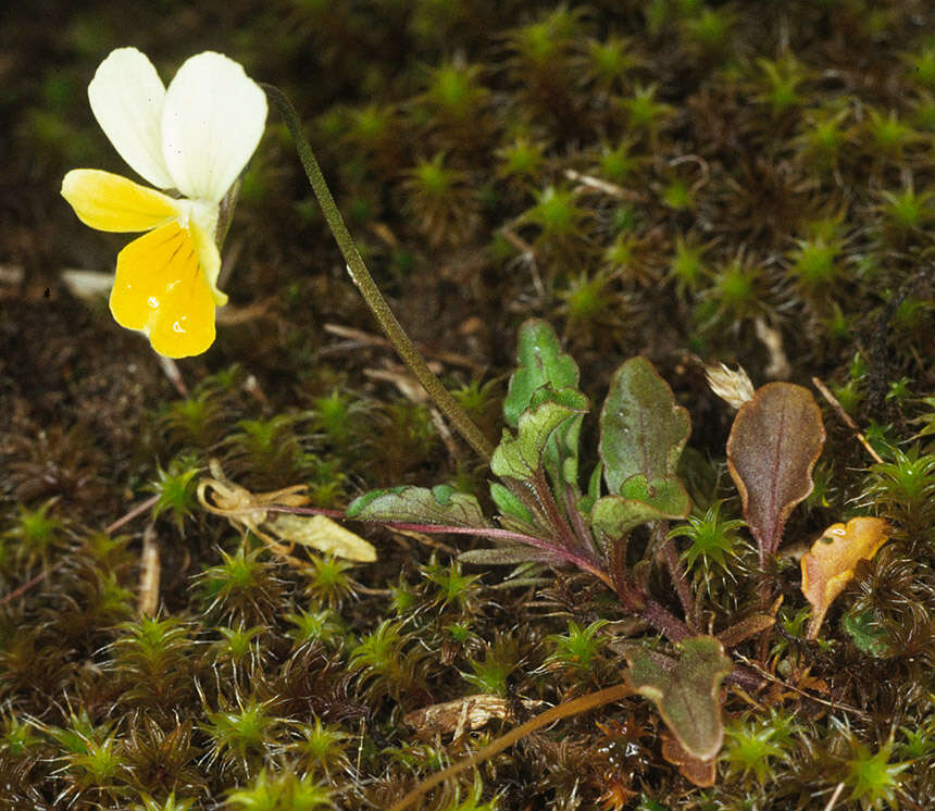 Image of Viola tricolor subsp. curtisii (E. Forster) Syme