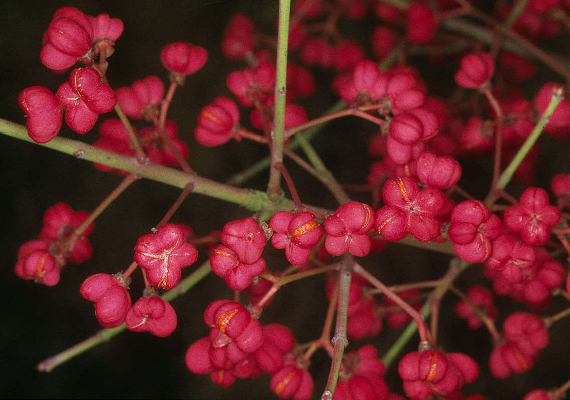 Image of Common spindle tree