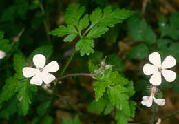 Image of <i>Geranium <i>robertianum</i></i> subsp. robertianum