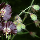 Image of <i>Geranium <i>phaeum</i></i> var. phaeum