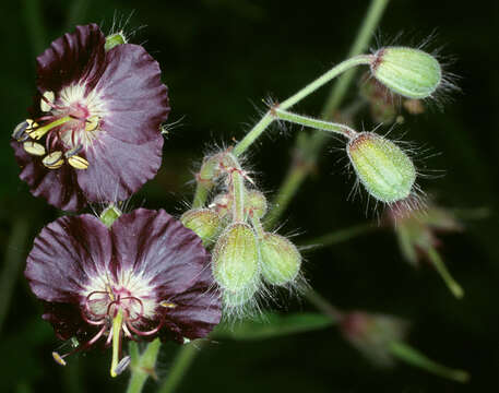 Image of <i>Geranium <i>phaeum</i></i> var. phaeum