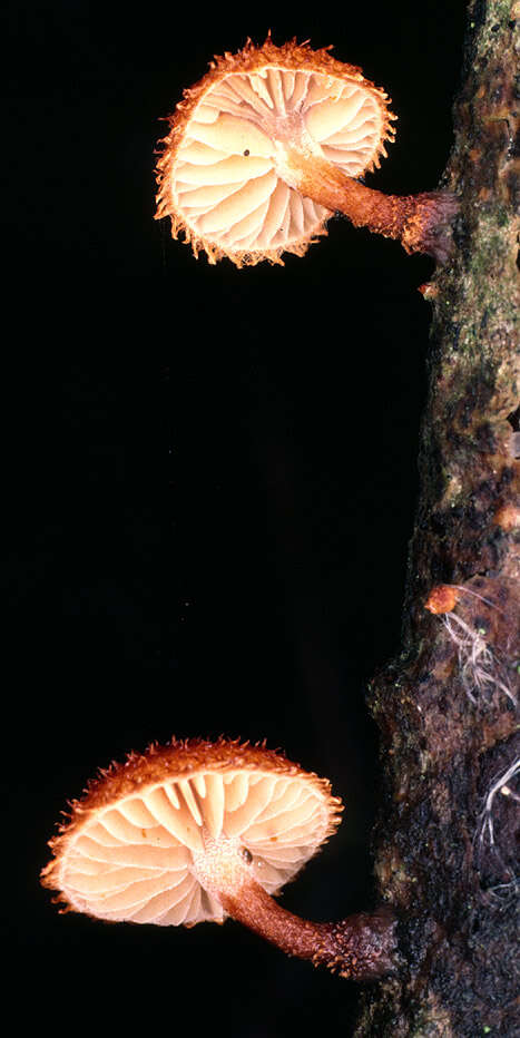 Image of Phaeomarasmius erinaceus (Fr.) Scherff. ex Romagn. 1937