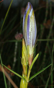 Image of marsh gentian