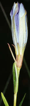 Image of marsh gentian