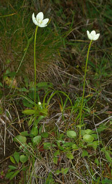 Image of Parnassiaceae