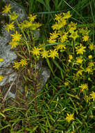 Image of Yellow (Mountain) Saxifrage