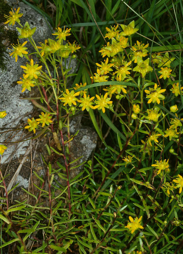 Imagem de Saxifraga aizoides L.