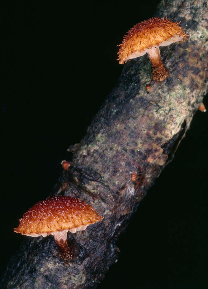 Image of Phaeomarasmius erinaceus (Fr.) Scherff. ex Romagn. 1937