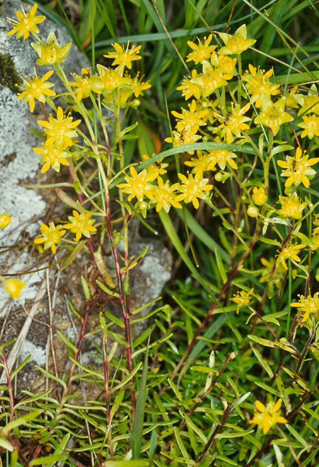 Image of Yellow (Mountain) Saxifrage