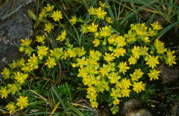 Imagem de Saxifraga aizoides L.