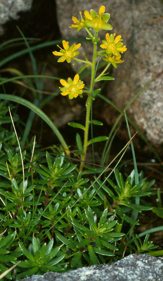 Imagem de Saxifraga aizoides L.