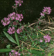 Image of Thymus praecox subsp. polytrichus (A. Kern. ex Borbás) Jalas