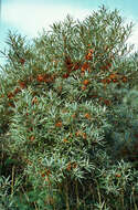 Imagem de Hippophae rhamnoides L.