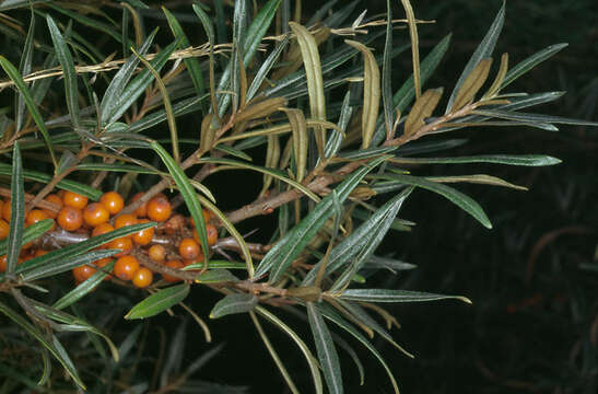 Imagem de Hippophae rhamnoides L.