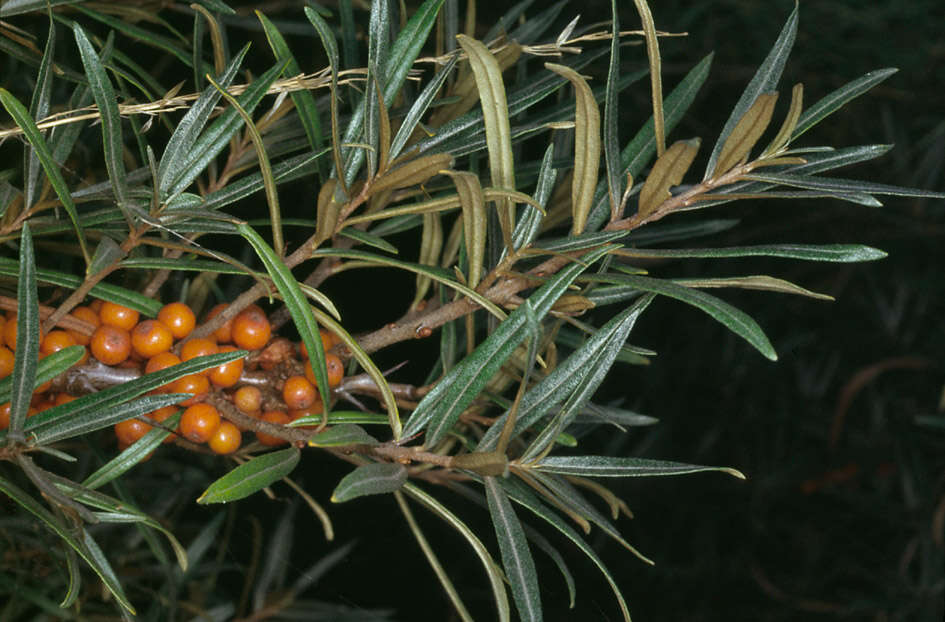 Imagem de Hippophae rhamnoides L.