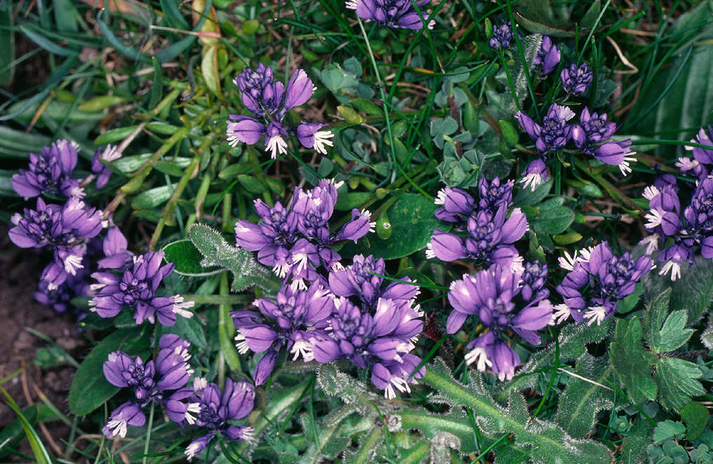 Plancia ëd Polygala vulgaris L.