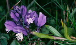 Plancia ëd Polygala vulgaris L.