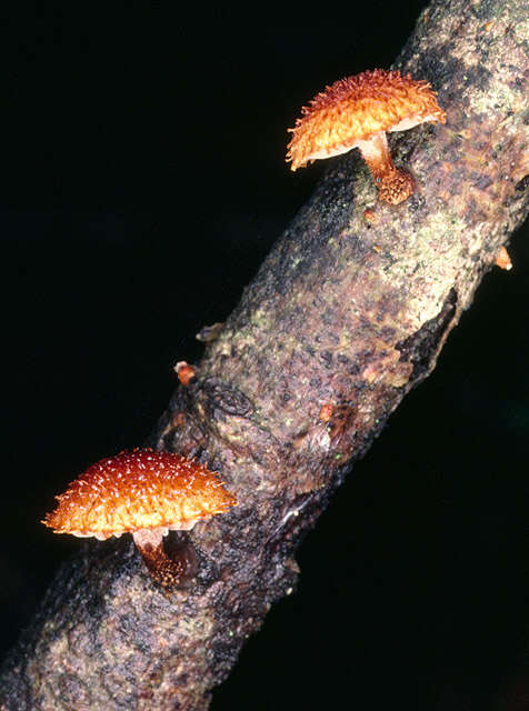 Image of Phaeomarasmius erinaceus (Fr.) Scherff. ex Romagn. 1937