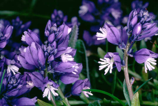 Plancia ëd Polygala vulgaris L.