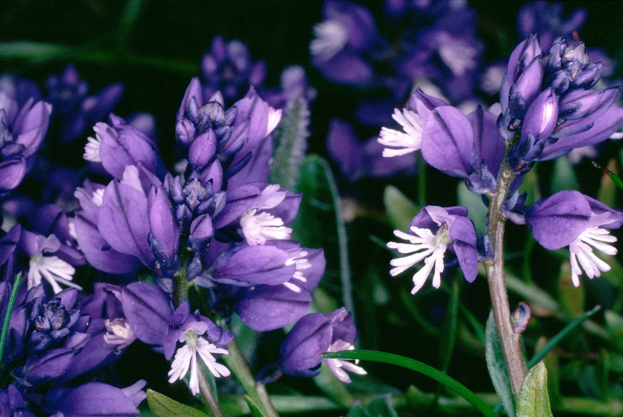 Plancia ëd Polygala vulgaris L.