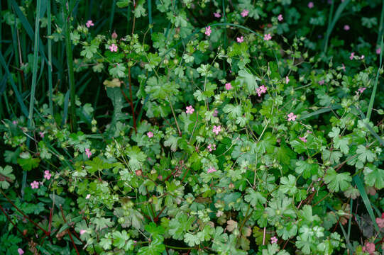 Image of shining geranium