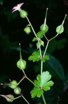 Image of shining geranium