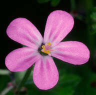 Image of shining geranium