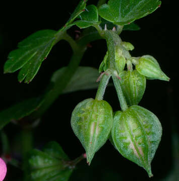 Image of shining geranium