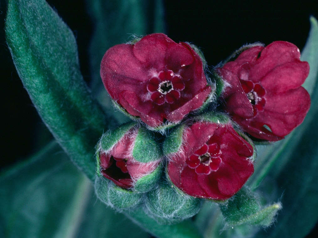 Image of gypsyflower