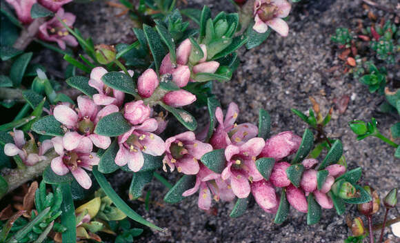 Image of black saltwort