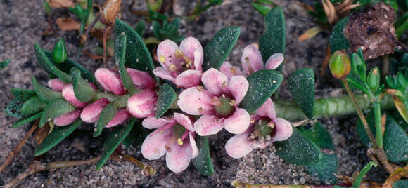 Image of black saltwort