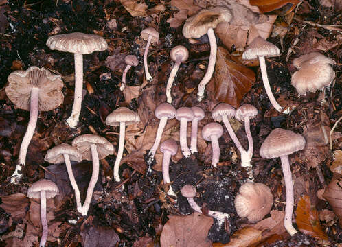 Image of Inocybe griseolilacina J. E. Lange 1917