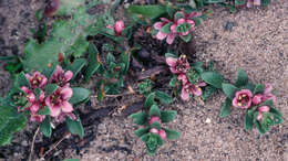 Image of black saltwort